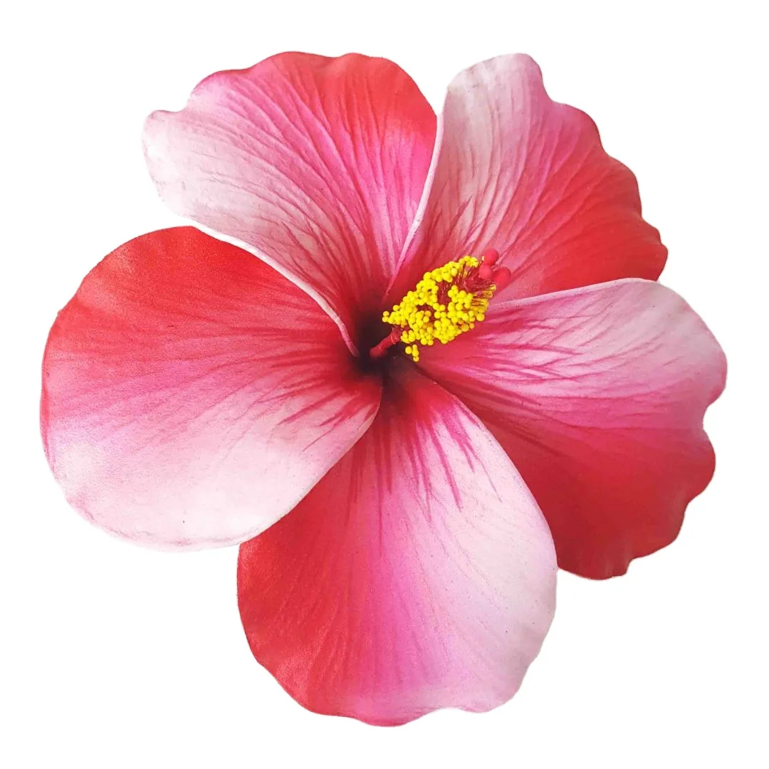 Best seller good quality Handcraft Handmade artificial hibiscus foam flower with special tattoo and color pattern