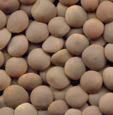 
Bounty - Small Australian Red Lentils 