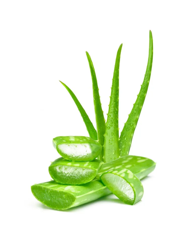 Natural Herb Use Beauty Aloe vera in syrup from Vietnam