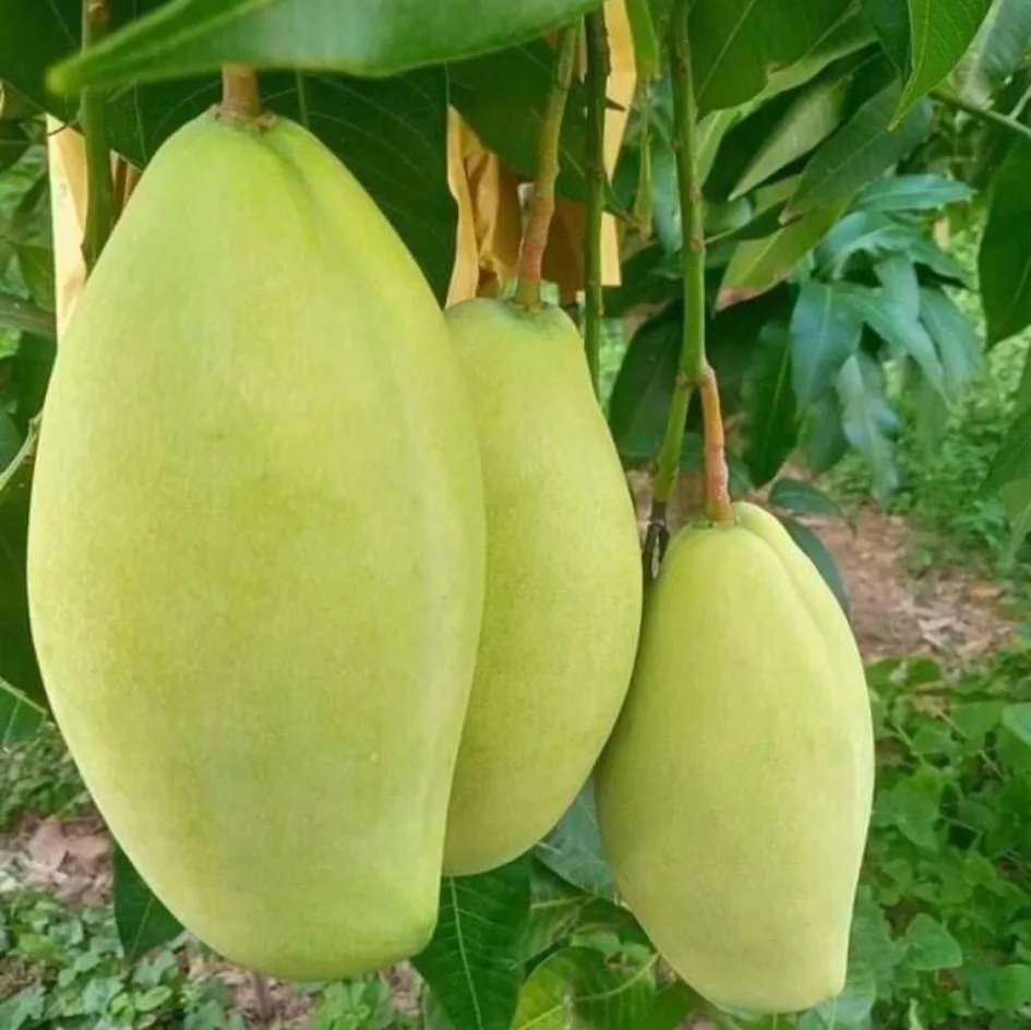 
Vietnam Mango fresh fruit- Premium, high quality, clean farming, VietGap, prestige, attractive price 