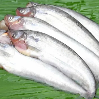 Pabda Fish