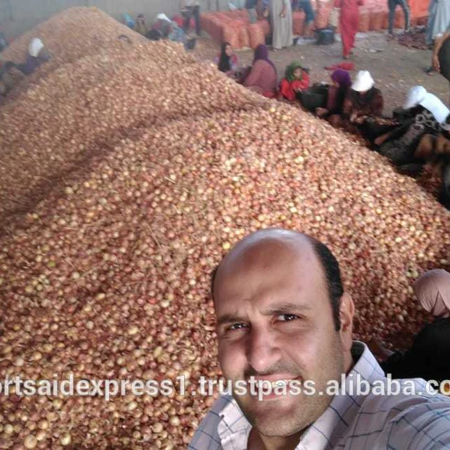 egypt onion price today