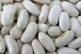 100% свежая белая фасоль-высокое качество по низкой цене
