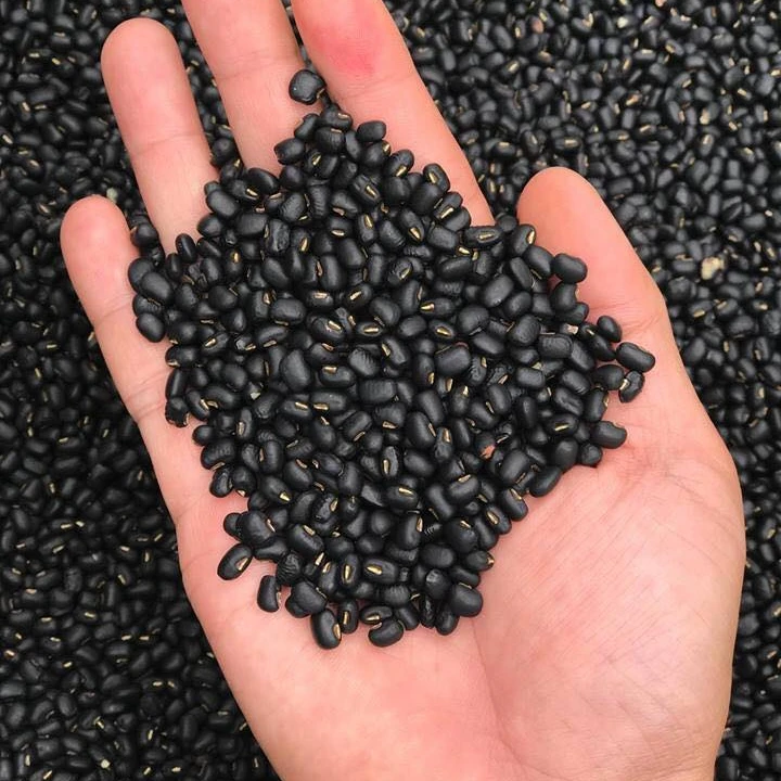 Dry Black Kidney Beans From High Quality Soil