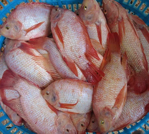 Belgium Origin Frozen Whole Round Red Tilapia Fish