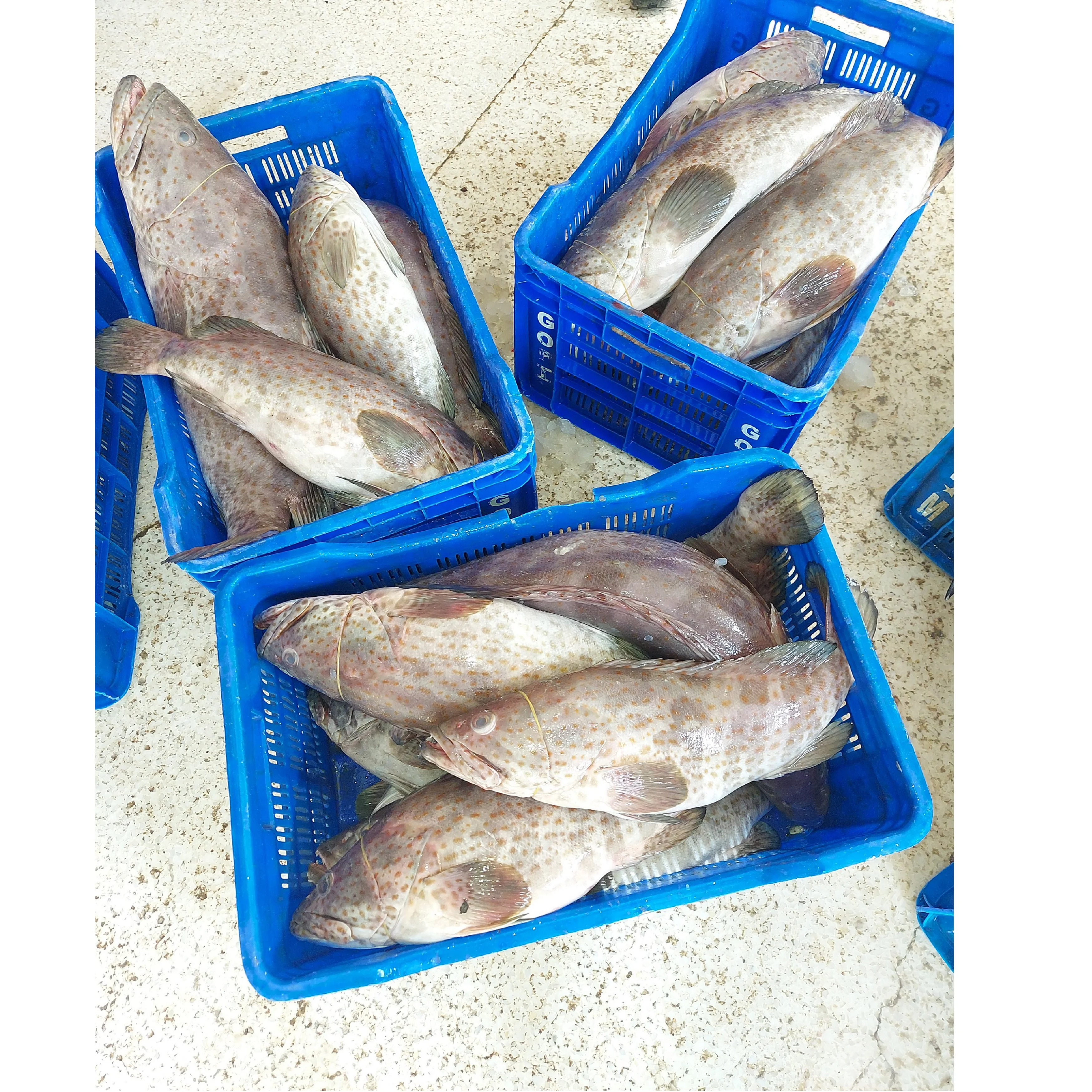Brown Spot Grouper  Fish Fresh Premium Quality Bangladeshi Origin Hamour  Size 1-2KG 2-5KG 5-10KG per Piece