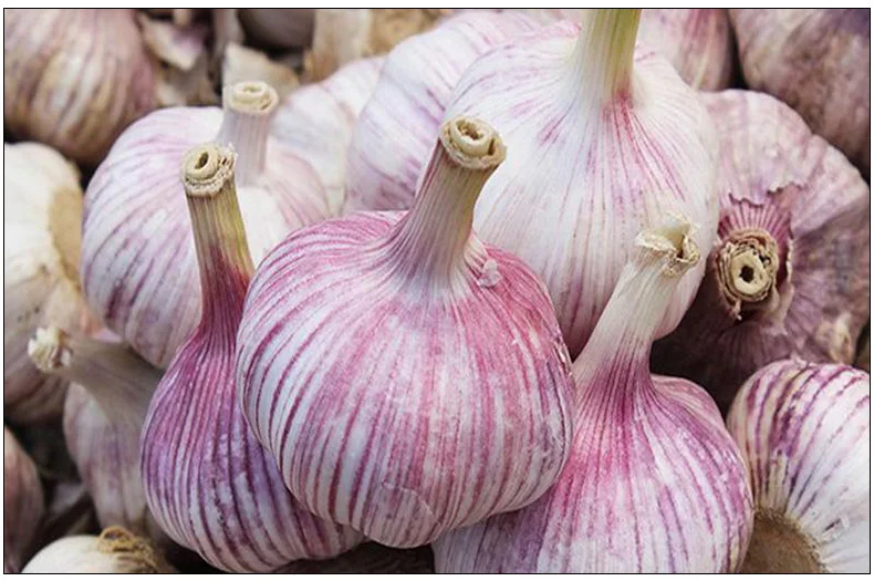 2023 Can be exported from China with HACCP certification red peel fresh garlic
