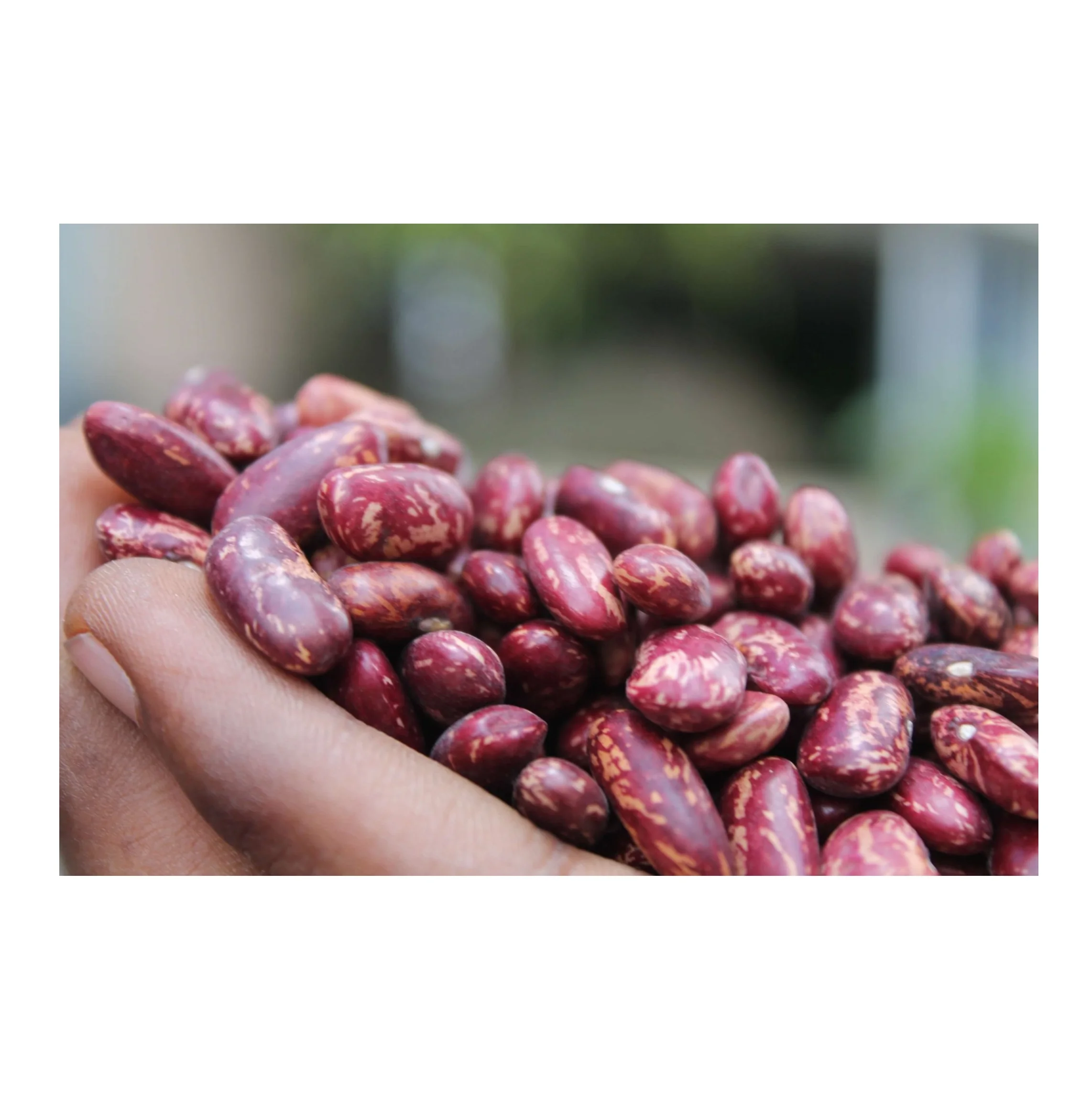 Crop 2021 October wholesale high quality from Uzbekistan bags 25 kg natural dried red speckled kidney beans