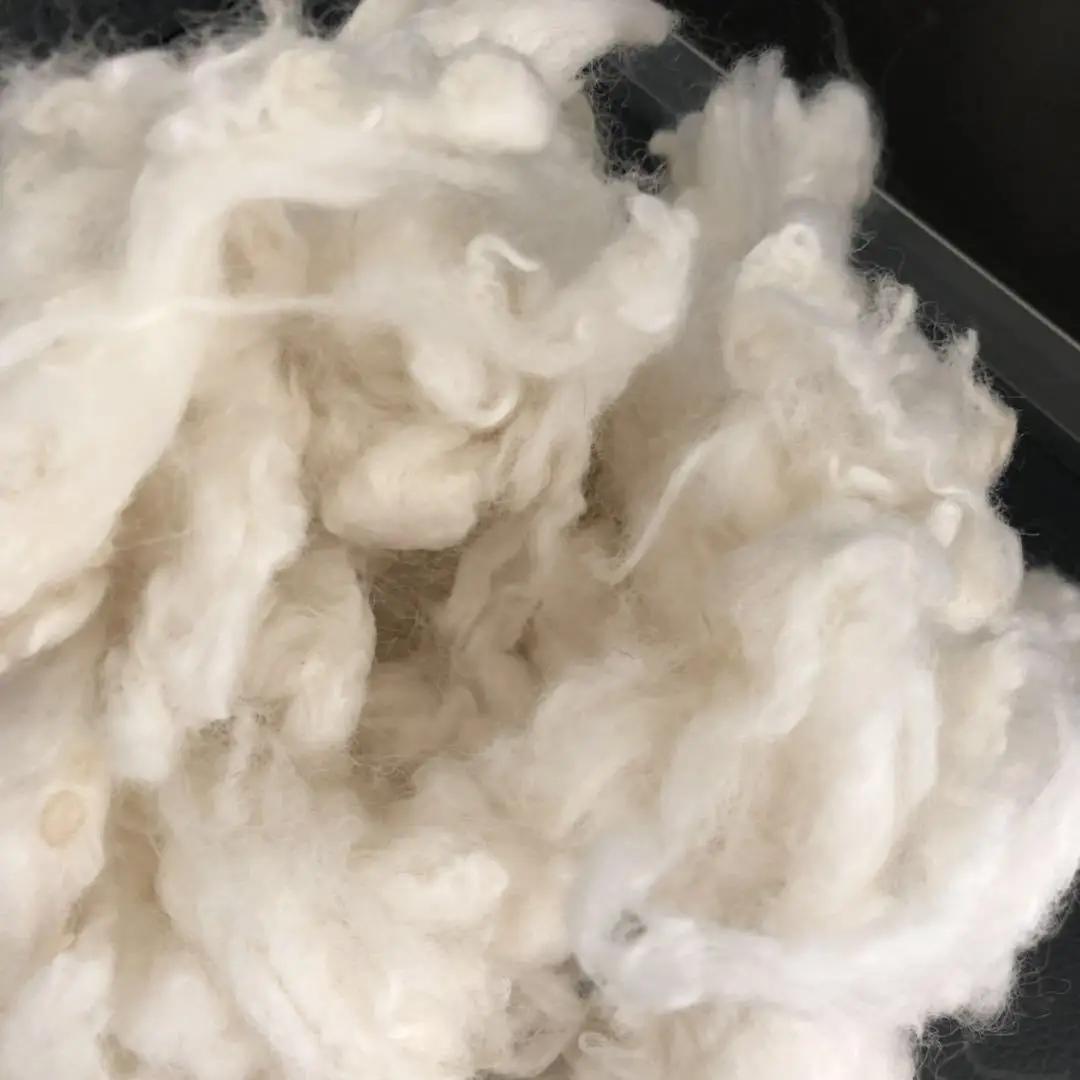 SHEEP WOOL
