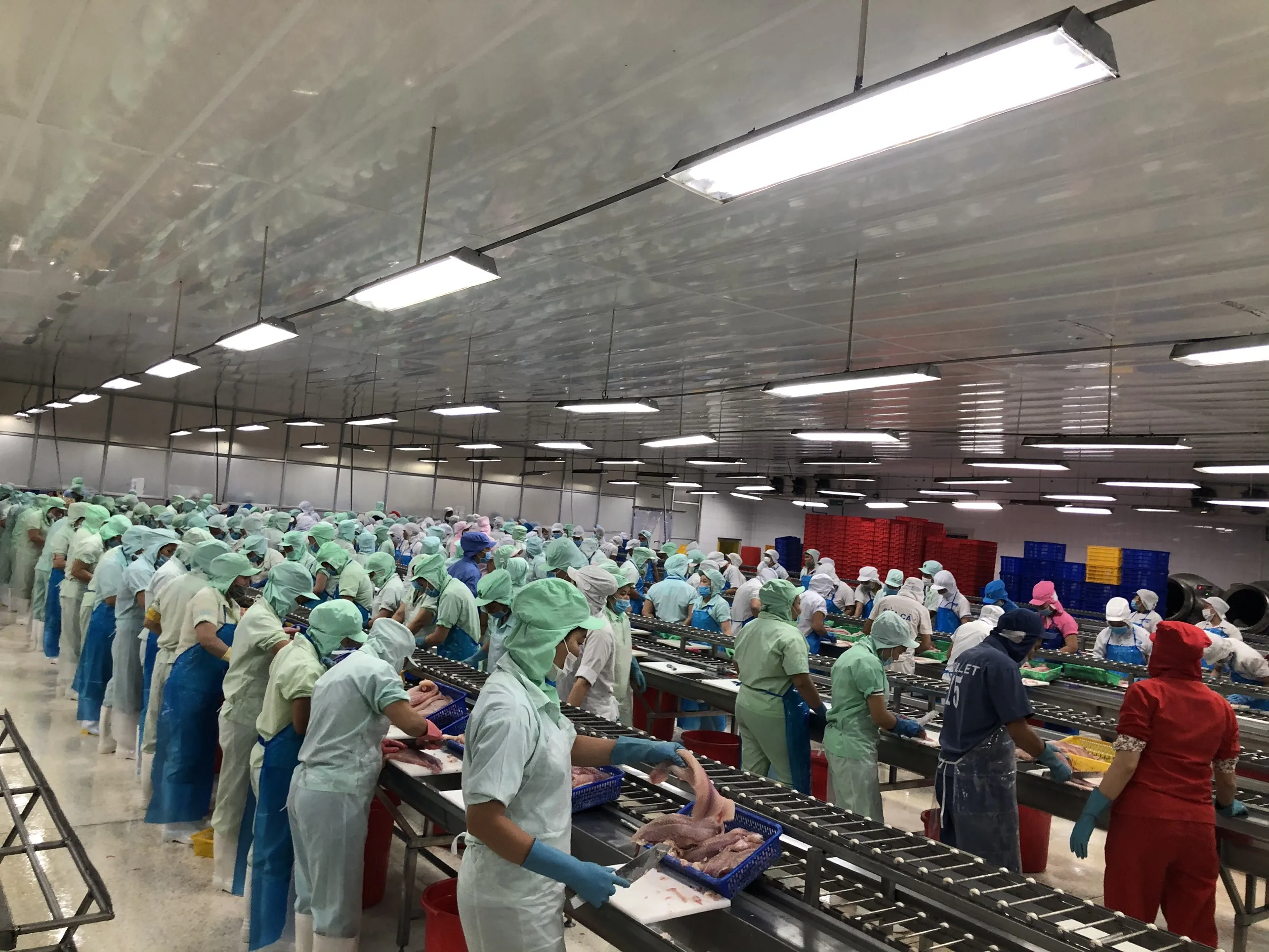 Fresh and Nutritious Untreated Pangasius fillet, well-trimmed, Chemical Free