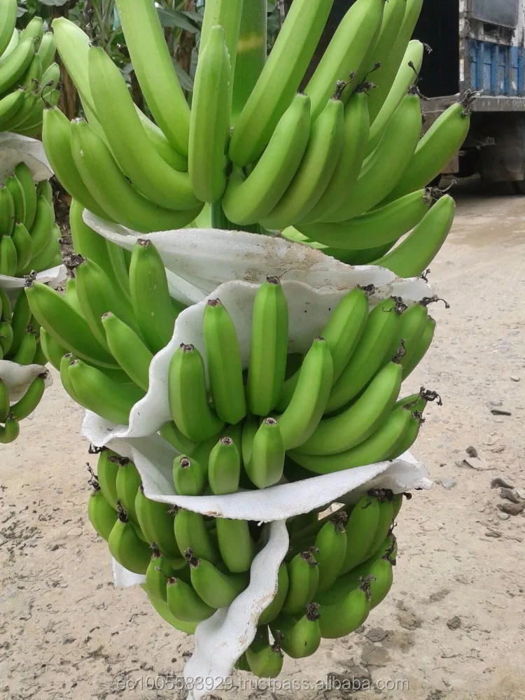 High Quality Fresh Cavendish Bananas with competitive price