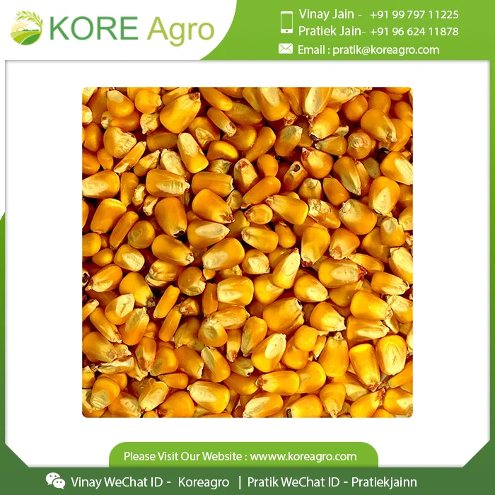
Non-Glutinous Yellow Corn Maize Seeds 100% Natural Quality Corn Seeds For Poultry Animal Meal 