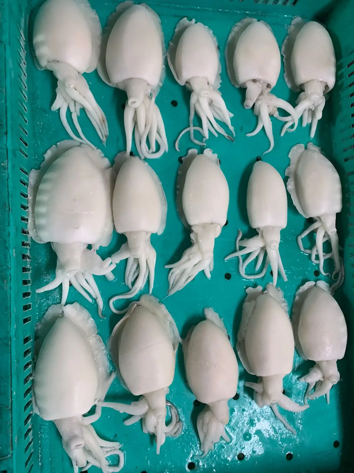 TOP QUALITY FROZEN CUTTLEFISH WHOLE CLEANED FROM INDIA