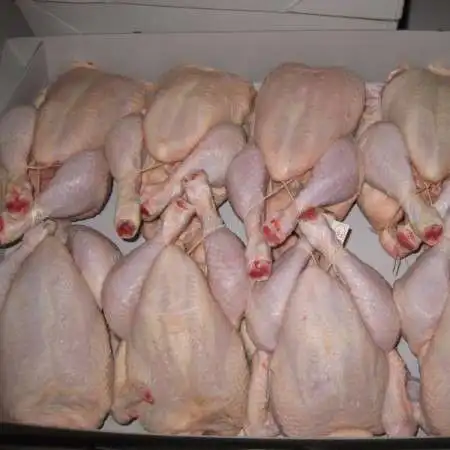 SHIPPING FREE .chicken breast boneless skinless High Quality halal frozen chicken breast
