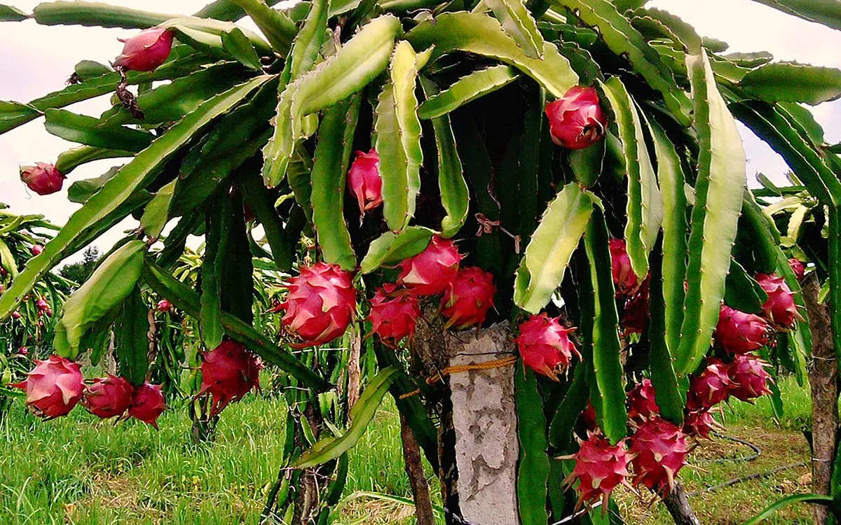 WHITE/RED DRAGON FRUIT/PITAYA FROM VIETNAM // Lionel +84 348130044