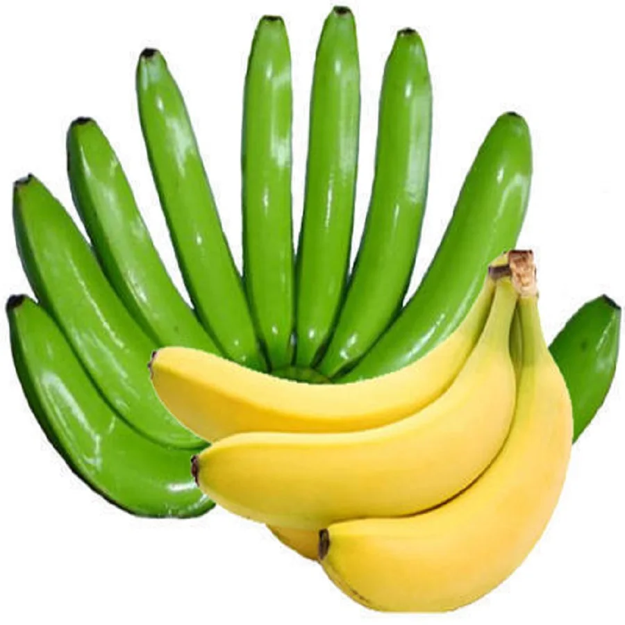 
Fresh style and tropical & sub-tropical fruit kind CAVENDISH BANANA 