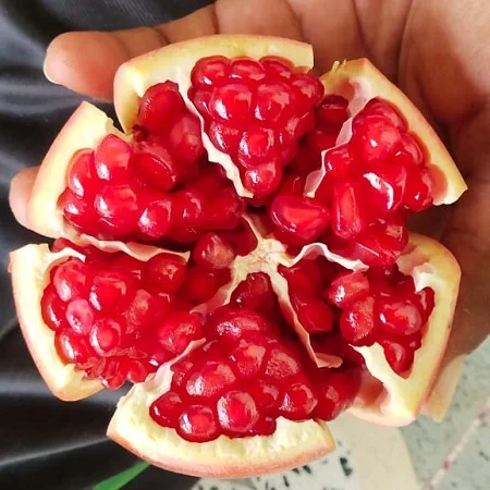 Свежий гранат