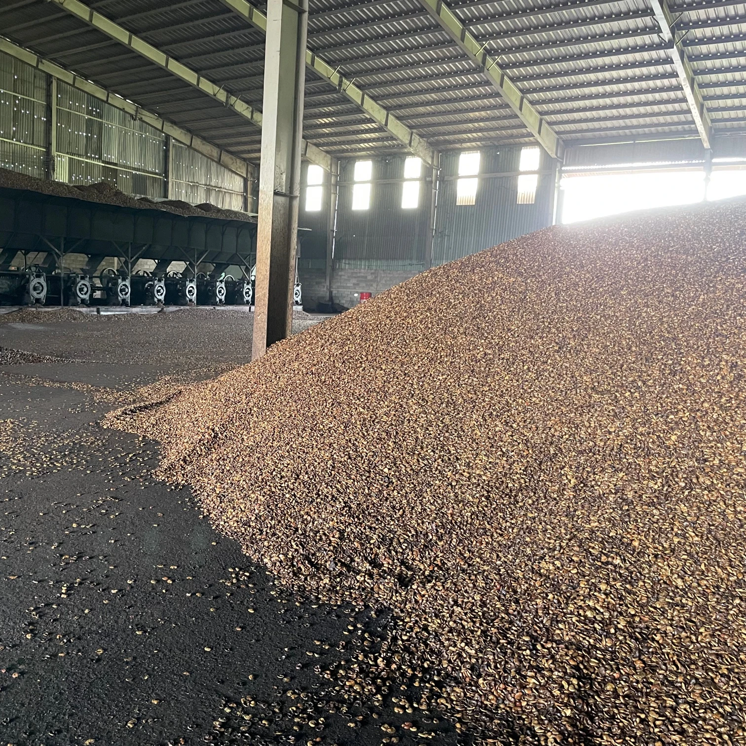 
CASHEW NUT SHELL EXTRACTION (CNSE) /BIOMASS 