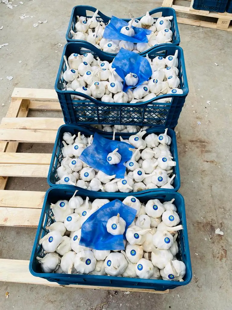 FRESH GARLIC FROM TURKEY BEST QUALITY BEST PRICE NEW CROP 2021 TURKISH GARLIC ORJIN TURKEY