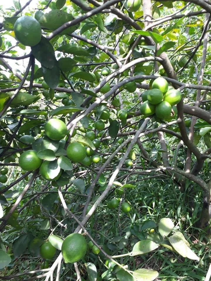 Fresh lime seedless with premium quality Fruits - LINDA Whatsapp 0084 989 322 607