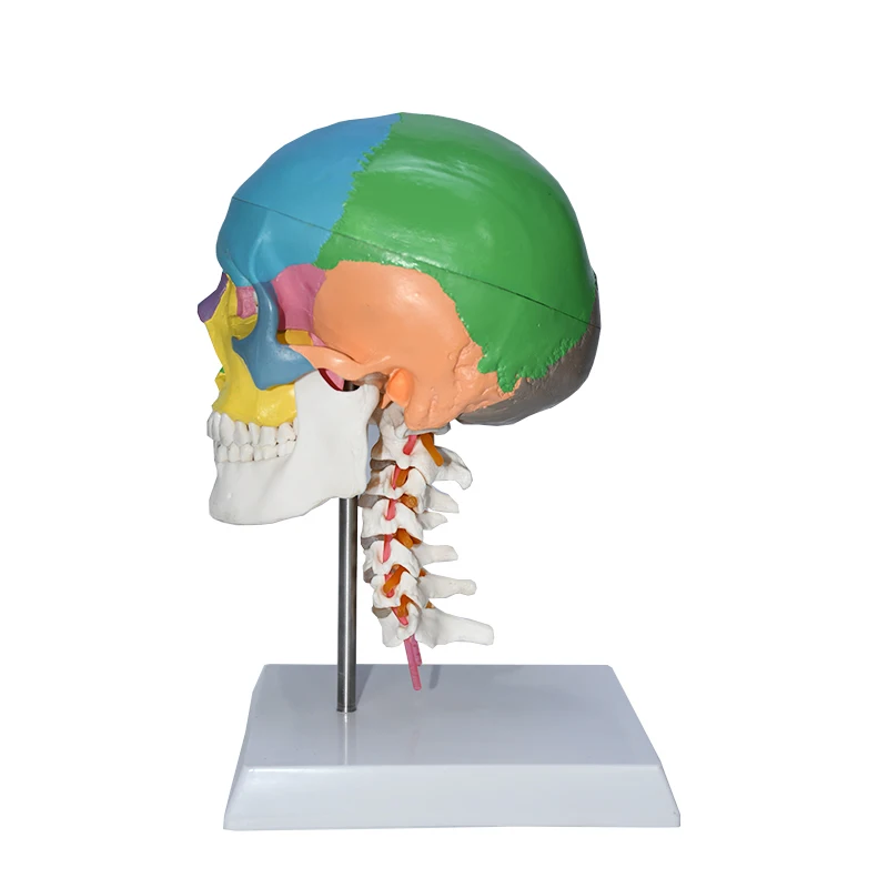 color skull with cervical spine human skeleton model skull  Anatomical 1:1 Colorful Human Skull Model With Cervical Vertebra
