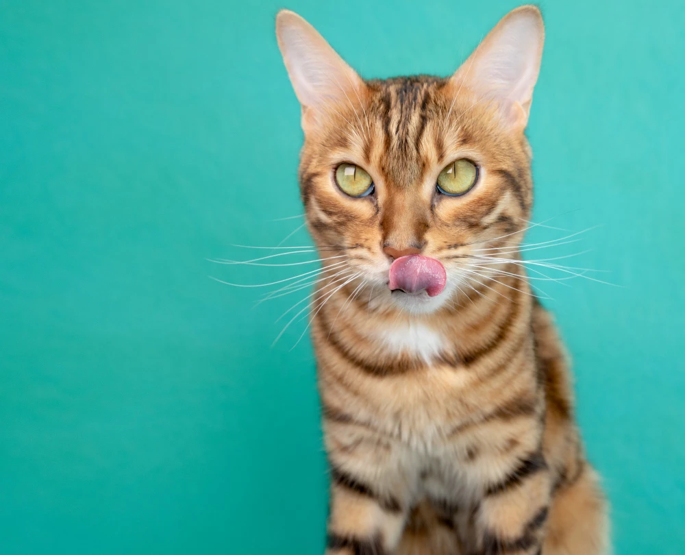 Factory Price - Indoor Adult Cat Food with Lamb and