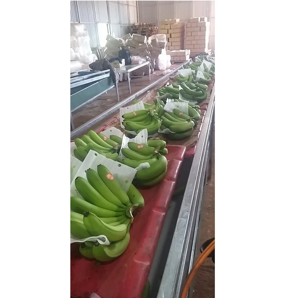 
Grade 1 Organic VIETGAP Certification Green Fresh Cavendish Banana Fruit From Viet Nam 
