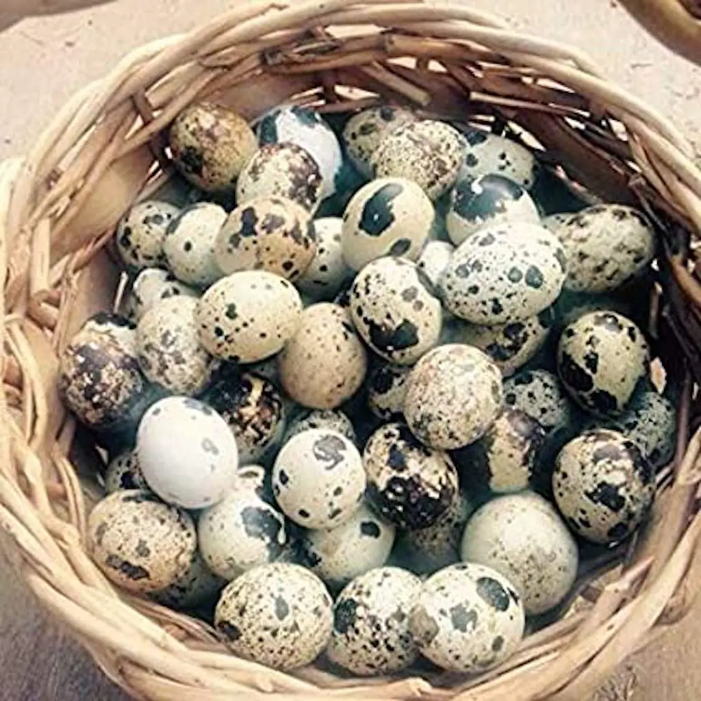 Buy now Fertile quail egg for sale