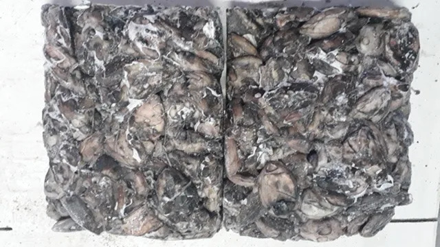 FROZEN BABY CUTTLEFISH WHOLE