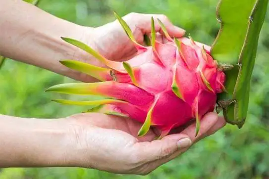 
Vietnamese red dragon fruit with high nutrition and rich in vitamins is sought after by many markets good price and high quality 