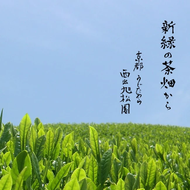 Organic Matcha powder Green Tea Uji Kyoto Japanese Matcha Wholesale