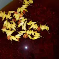 LUXURY ITALIAN TOP QUALITY HANDCRAFT HABANERO PEPPER AND VEGETABLES COMPOTE JAM 150 G. FOR SALE