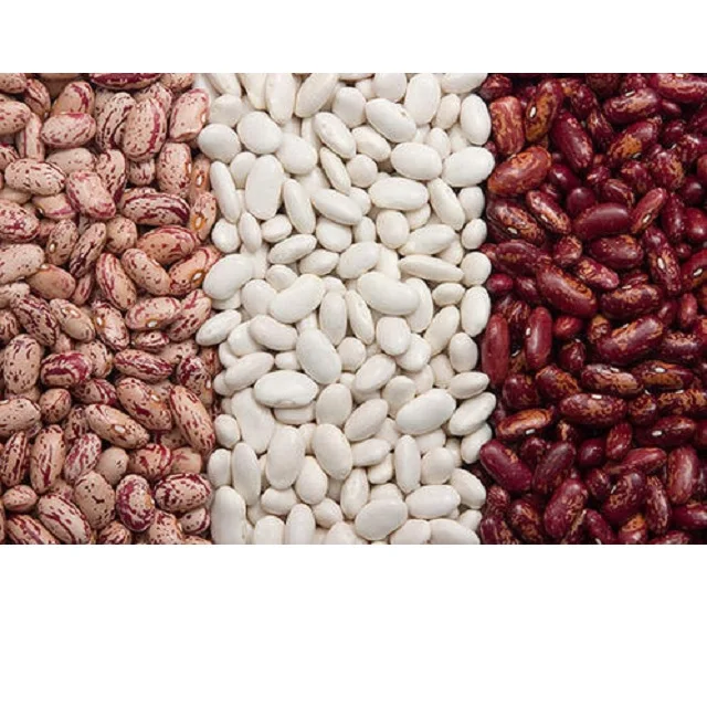  White Kidney Beans for
