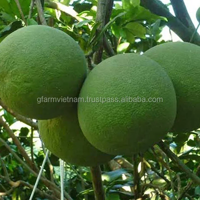 
2019 new Fresh pomelo Vietnam for sale with best price 
