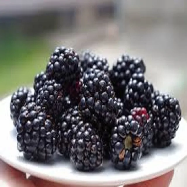 
Seasonal Fresh Sweet IQF Frozen Blackberry Frozen Fruit 