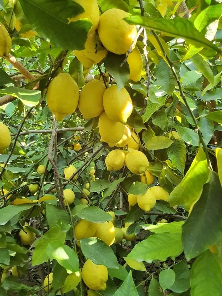 Perfect Price & quality Egyptian lemon