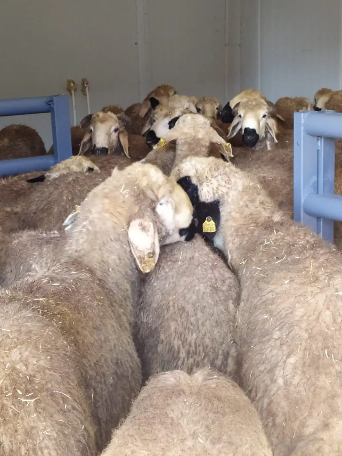 Premium quality 10 month old lamb carcass Turkish karaman sheep with halal slaughter export quality