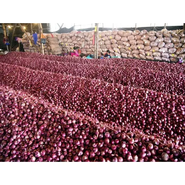 Высококачественный чистый свежий | Нашик красный лук Экспортер Индия Глобальный торговый дом