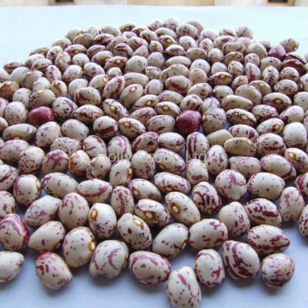 
light speckled kidney beans for Asia 