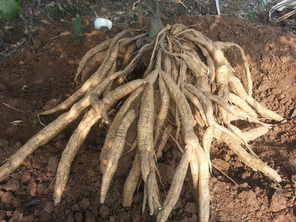 ARROWROOT POWDER/ MANIOC FLOUR FROM VIET NAM