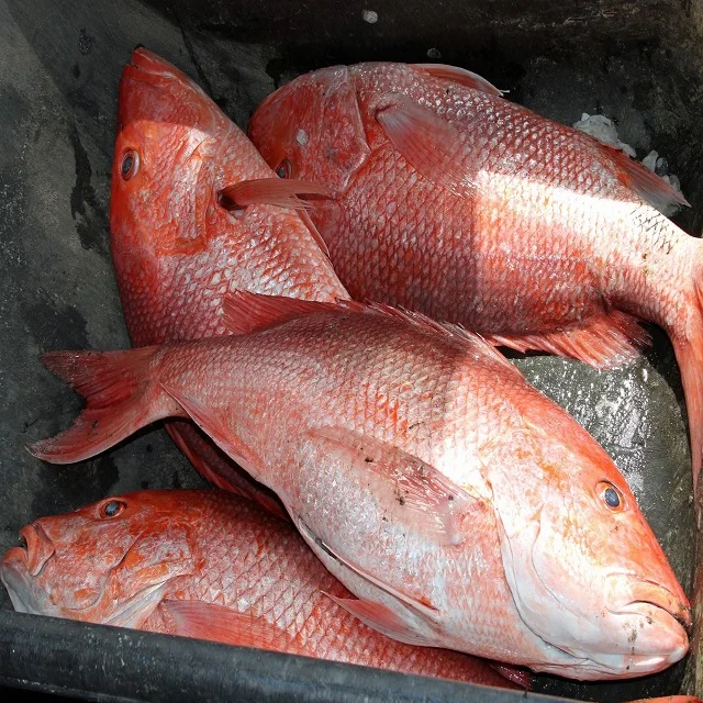 FROZEN  RED SNAPPER WHOLE /GILLED/GUTTED FOR SALE  AT PREMIUM QUALITY FISH EXPORTER OF INDIA