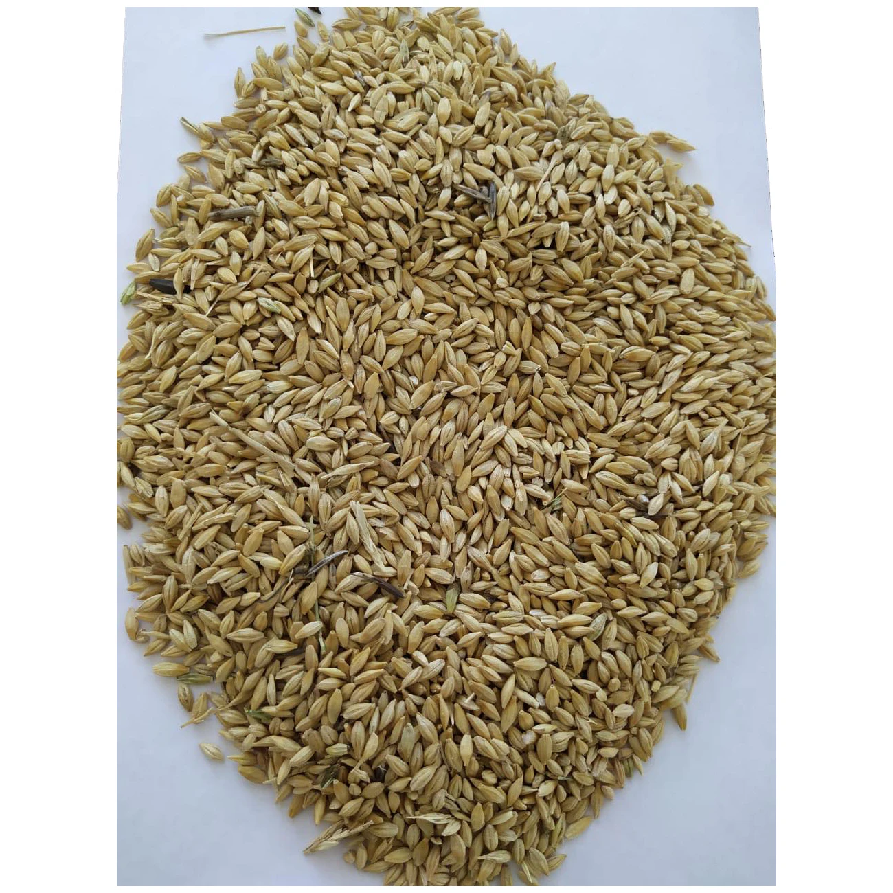 High quality natural barley grain in bulk, product of Russia