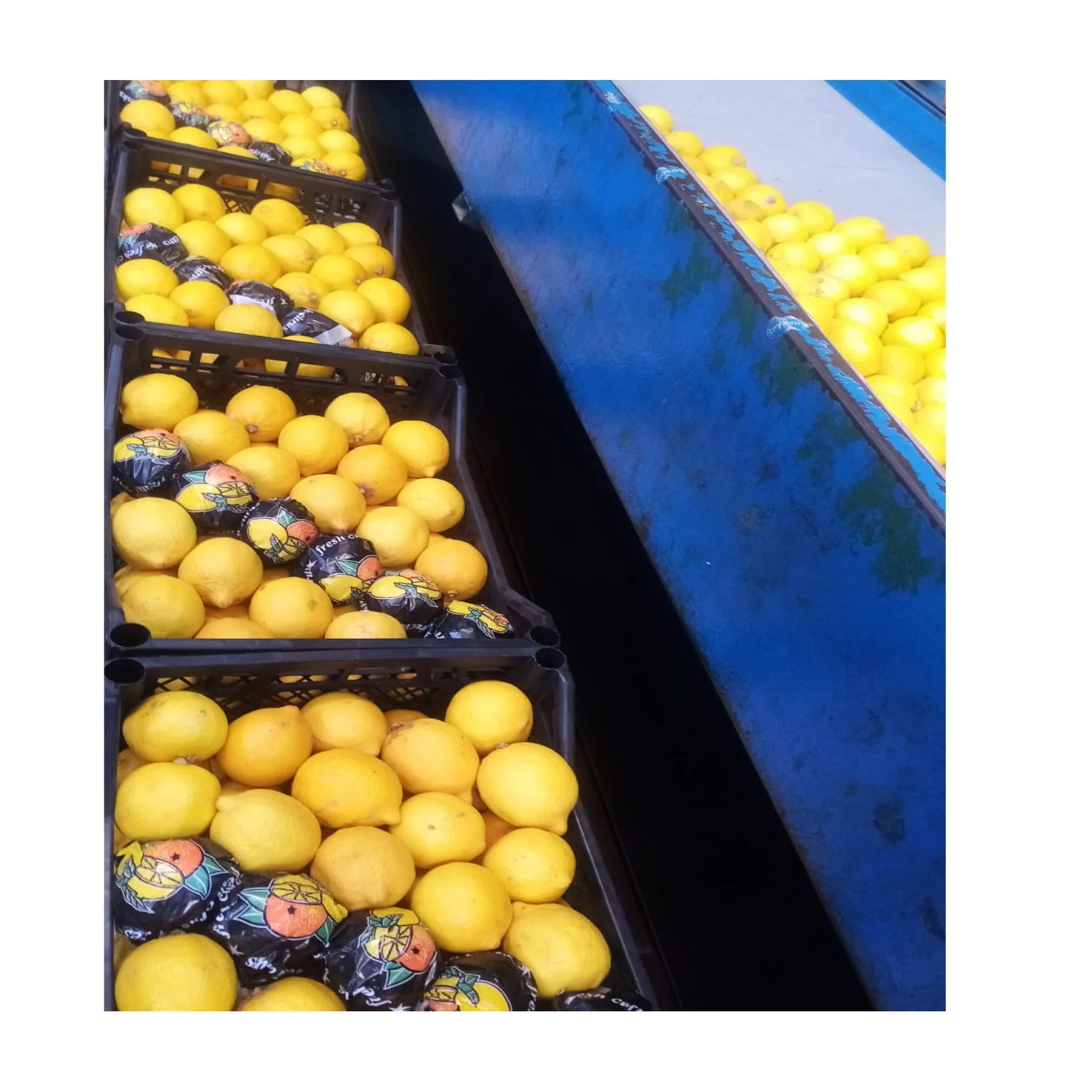 fresh navel oranges lemons mandarins citrus fruit orange sweet style storage packing weight for sale