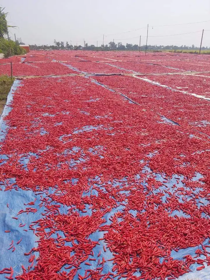 DRIED red CHILLI hot spicy , contact +84963818434 whatsapp