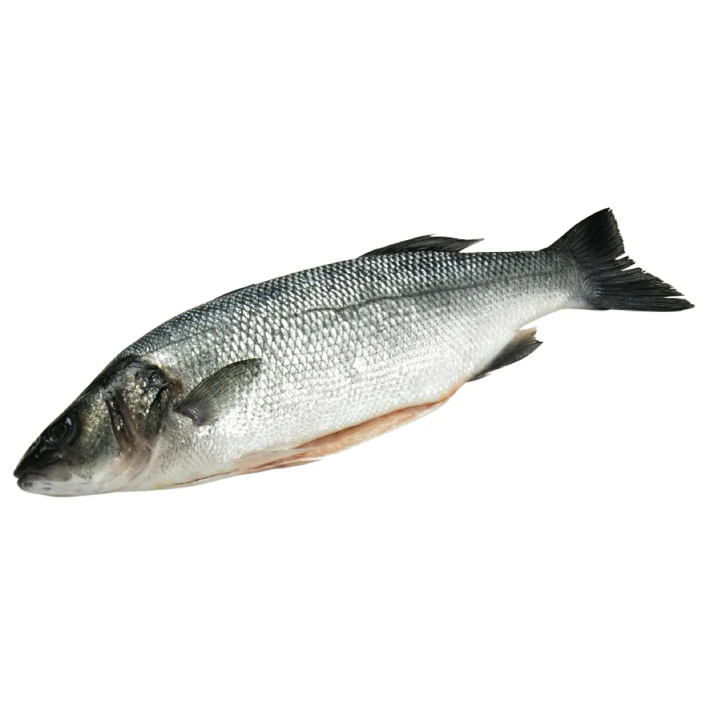 Best Price sea bass fillet from turkey