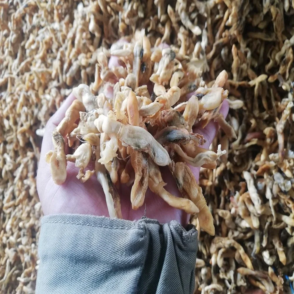 
Dried Razors Clam (Ensis Siliqua) 