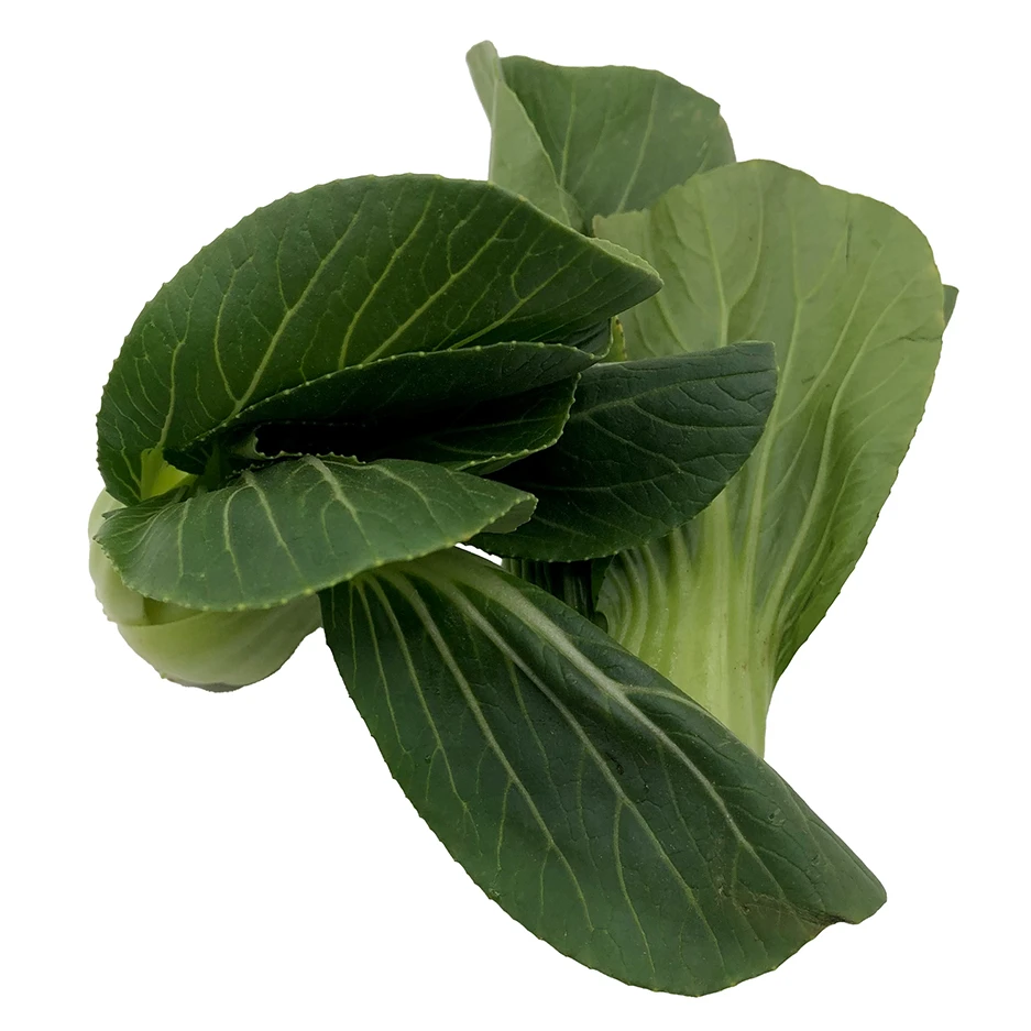 Imported Quality Super Fresh 80 percent maturity Pak Choi Other Fresh Vegetables Price Box Packing Top Grade Selecting