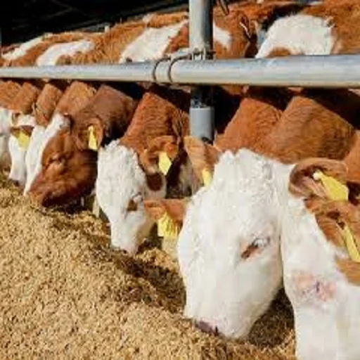 Top quality wheat bran for animal feed