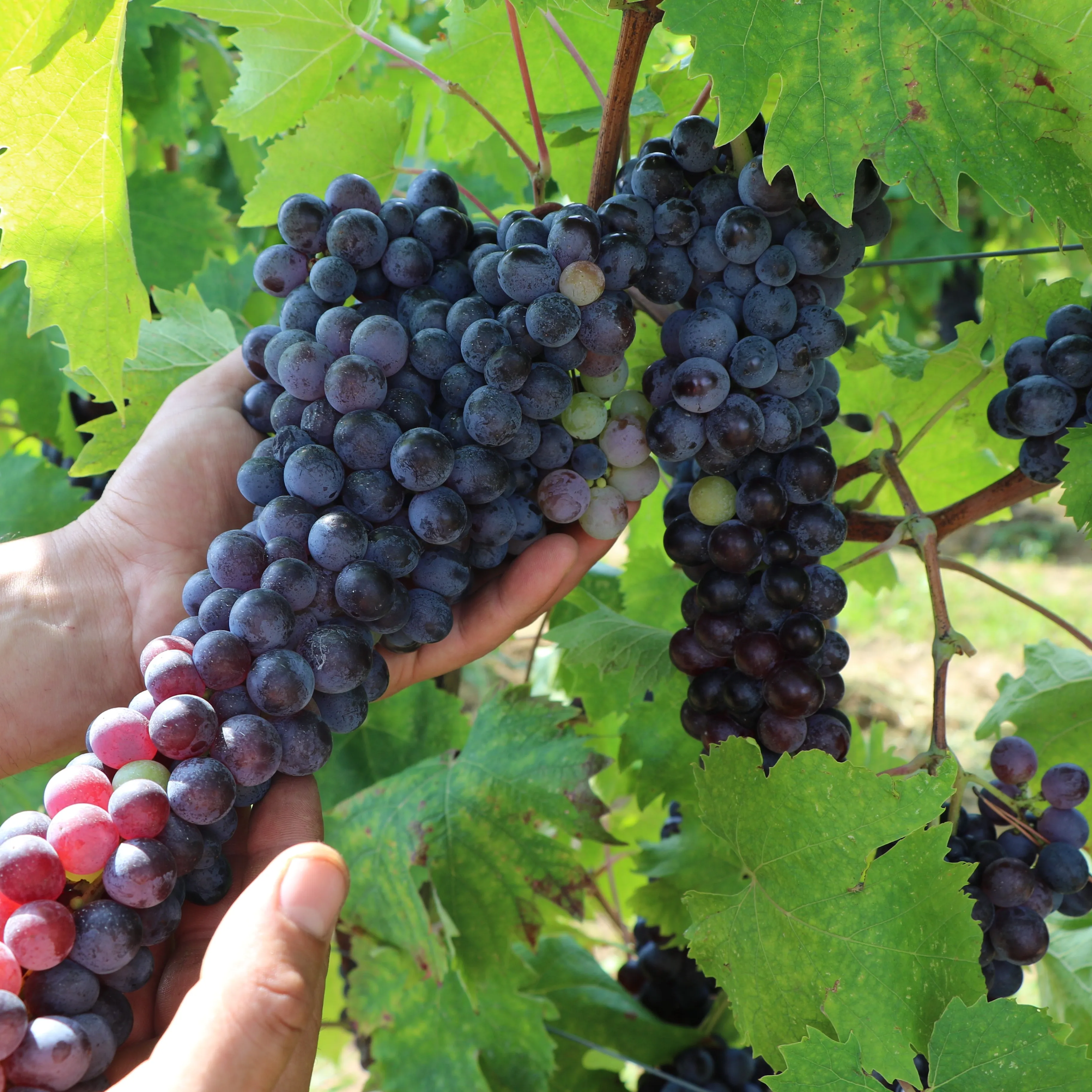 Сделано в Италии бутылка для красного вина MERLOT PIAVE DOC 0 75 Л стеклянная