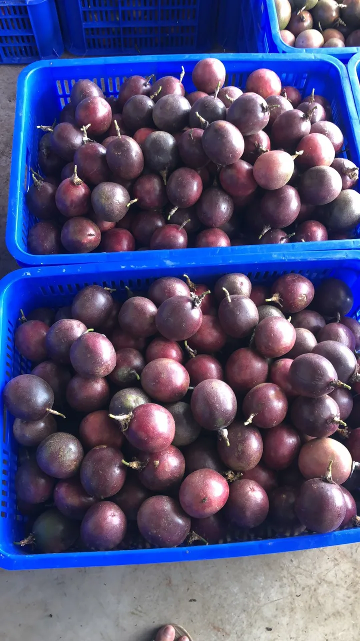  Замороженные страстные фрукты в пластиковой бутылке (WHATSAPP: + 84 948 256 975)